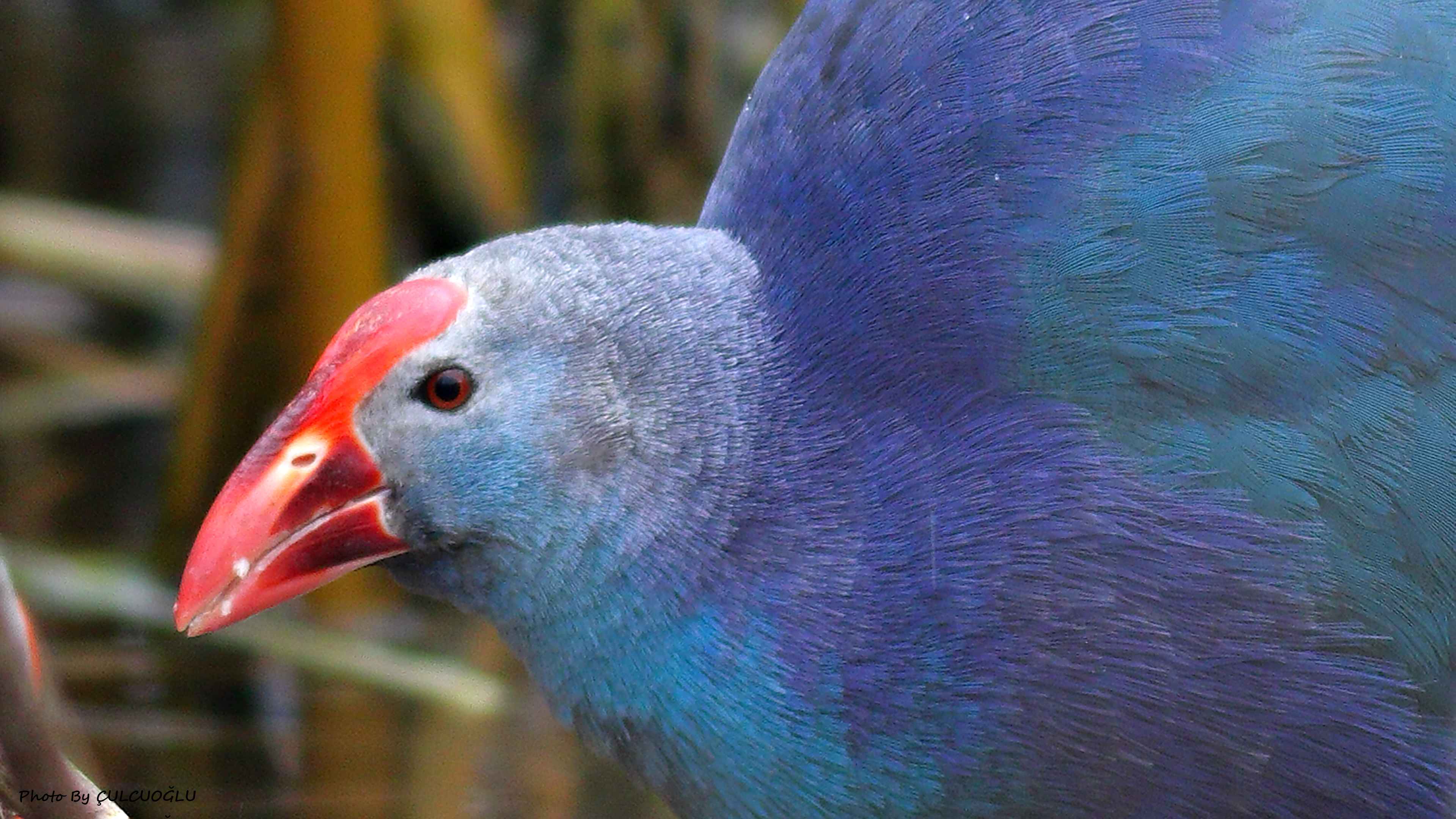 Western Swamphen